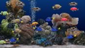 A thumbnail of Aquarium